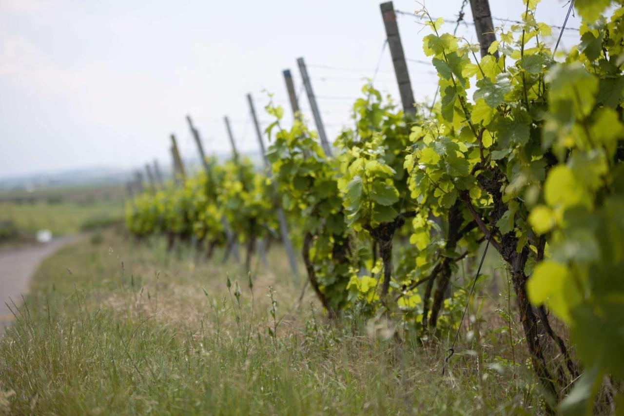 Weingut Schilling Hotel Seinsheim Exterior photo